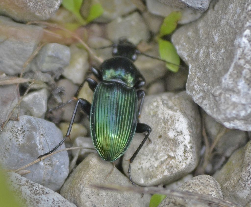 Harpalus distinguendus? No, Poecilus lepidus gressorius